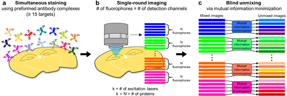 EE Professor Yoon, Young-Gyu and Joint Research Team Develop High-performance Simultaneous Detector of Multiple Markers in Tissues