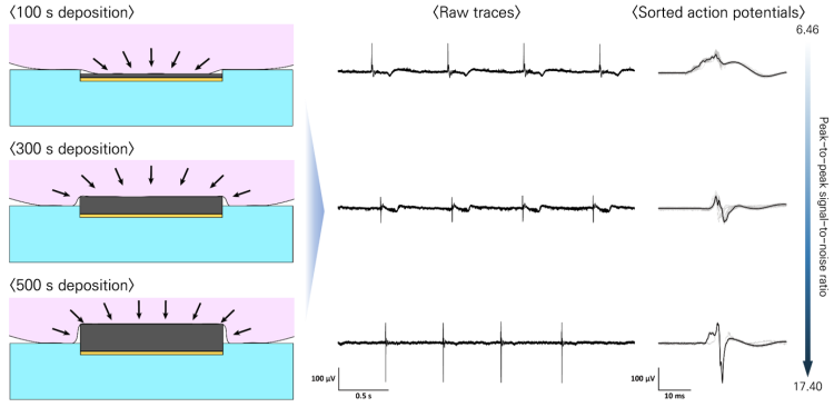 << Figure 3. SNR improvement effect by protruding PEDOT:PSS microelectrodes. >